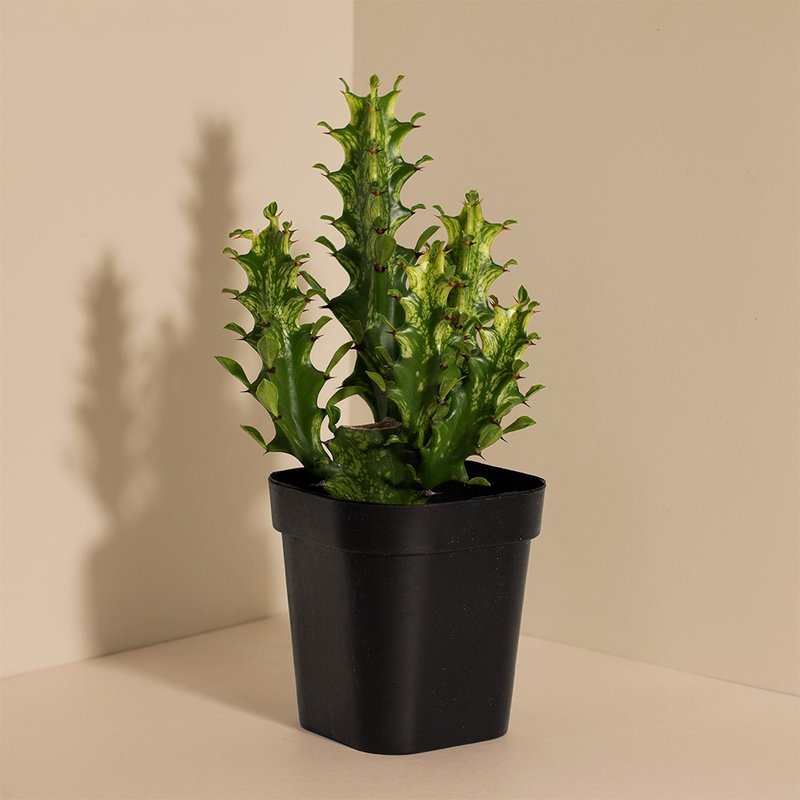 Variegated  龍骨木錦 - 盆栽/植栽 - 植物．花 