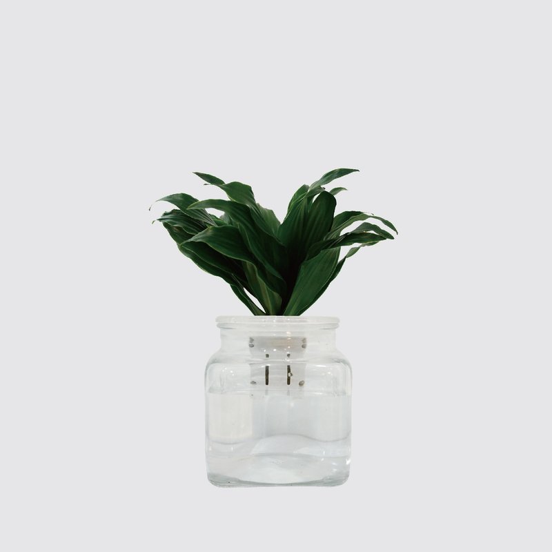 │ 玻璃系列 │阿波羅 - 吸附灰塵 魚水共生 水耕植物 室內盆栽 - 植栽/盆栽 - 植物．花 