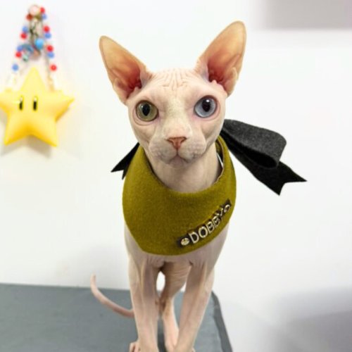 Pet Art Space 客製化寵物圍兜/領巾/口水巾/圍巾 定製名字私人訂製 羊毛橄欖綠