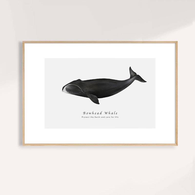 弓頭鯨 Bowhead Whale / 海洋動物插畫掛畫 / 藝術無框輸出 - 海報/掛畫/掛布 - 紙 