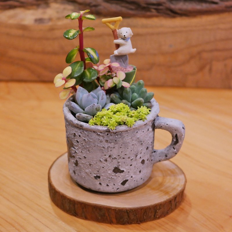 Peas succulents - crazy grocery Series - Distressed Mug for planting group - Plants - Cement Gray