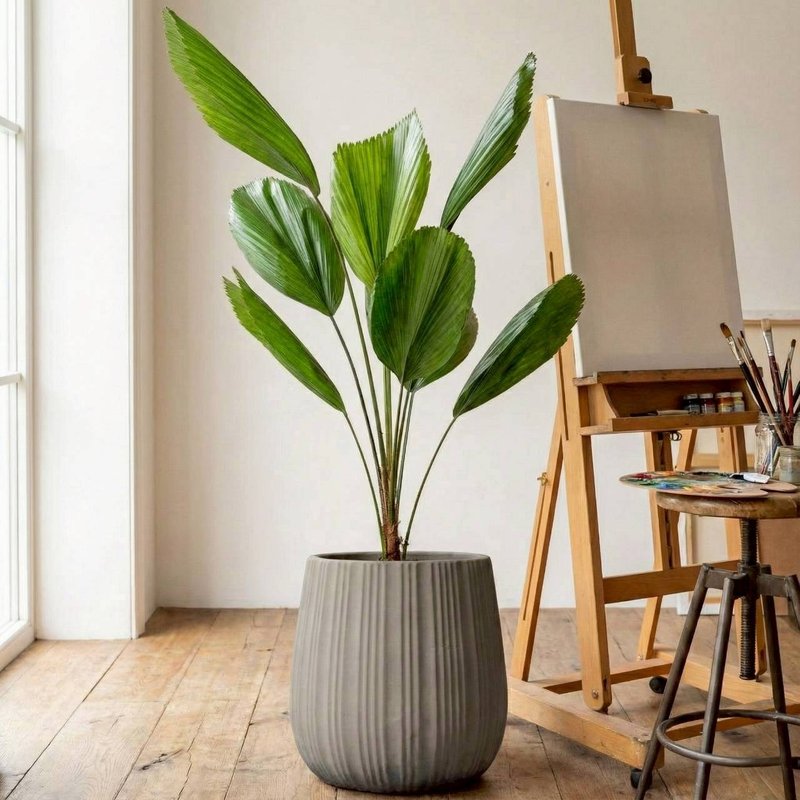 圓扇蒲葵灰條紋水泥盆栽 開幕盆栽推薦 - 盆栽/植栽 - 陶 灰色