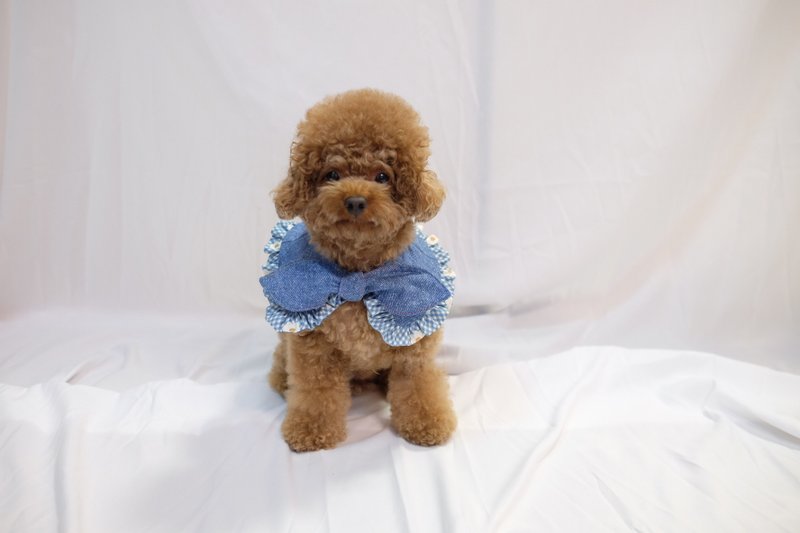 藍色格仔花花  大蝴蝶斗篷cut - 綁結款 - 項圈/牽繩 - 棉．麻 