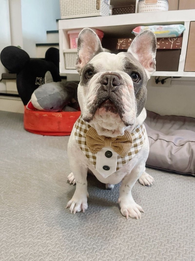 Scarf for dogs and cats Scottish cream tuxedo - 項圈/牽繩 - 棉．麻 咖啡色