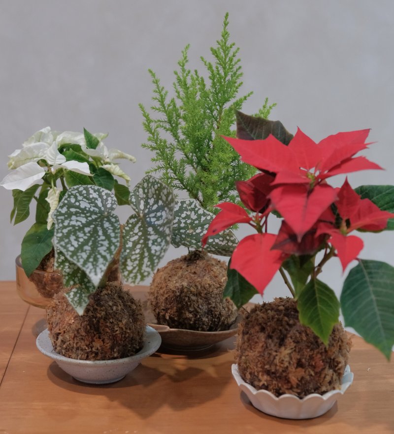 聖誕苔球 香冠柏 聖誕紅 秋海棠 - 植物/盆栽/盆景 - 植物．花 