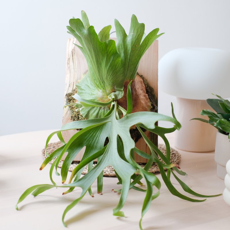 Thin-leaved crown/staghorn fern/upper plate plant - ตกแต่งต้นไม้ - พืช/ดอกไม้ 