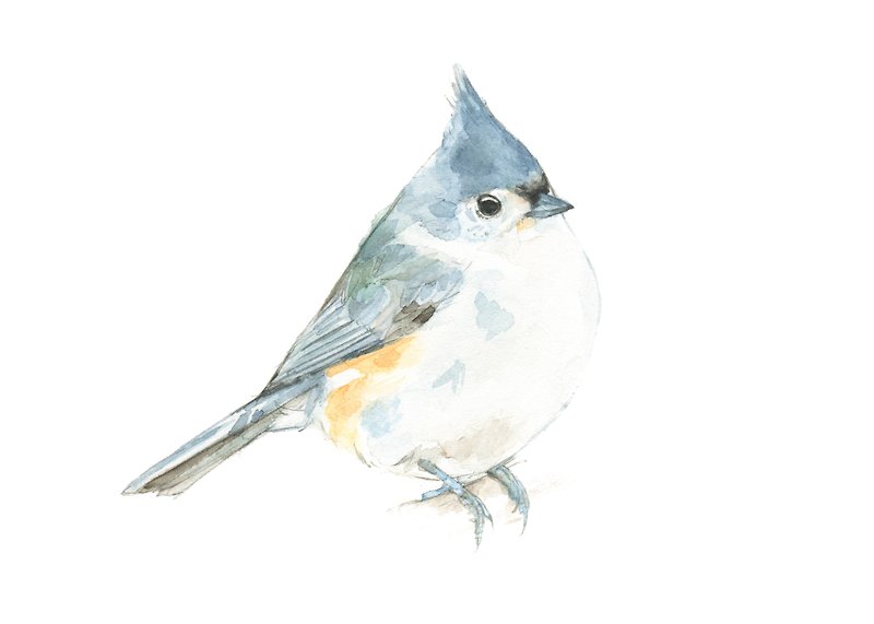 Watercolor decorative painting bird - 0008 - โปสเตอร์ - กระดาษ สีน้ำเงิน