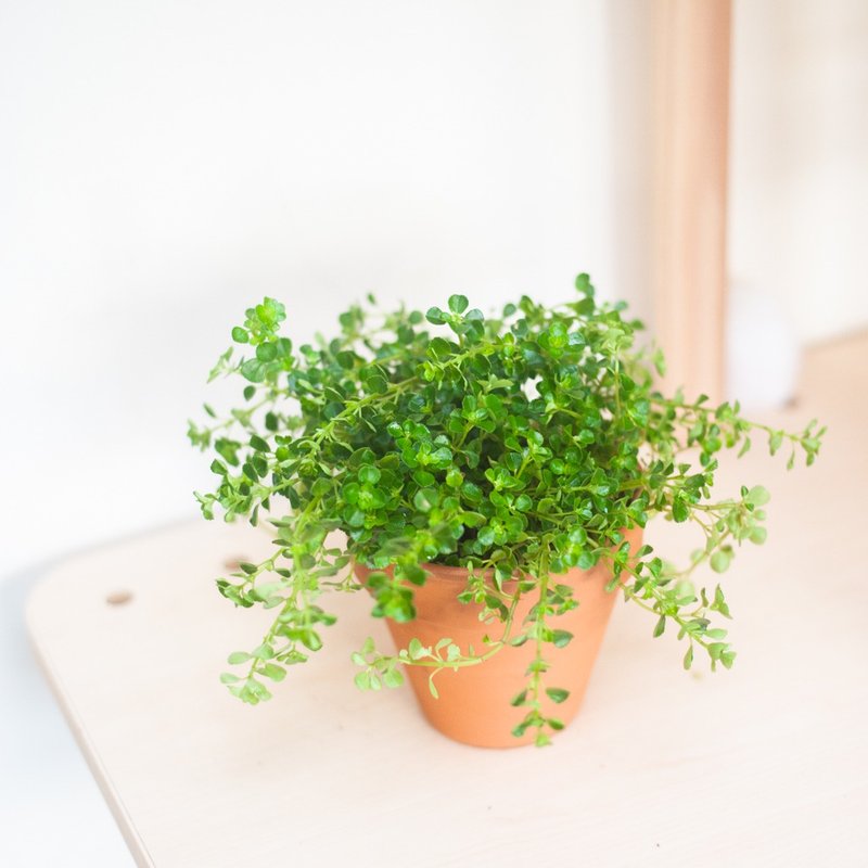 嬰兒淚盆栽 | 耐陰垂掛盆栽 | 居家 | 辦公室 - 盆栽/植栽 - 植物．花 綠色
