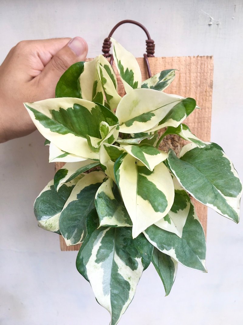 [White gold Pueraria lobata] Plant on the board Office plant Golden Pueraria lobata foliage plant Indoor plant Baiquan - Plants - Plants & Flowers 