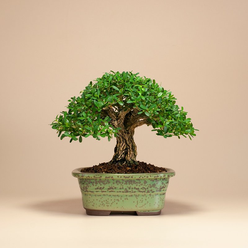 [Appearance tree type] Golden bird, boxwood, small potted plant, exquisite bonsai - Plants - Plants & Flowers 