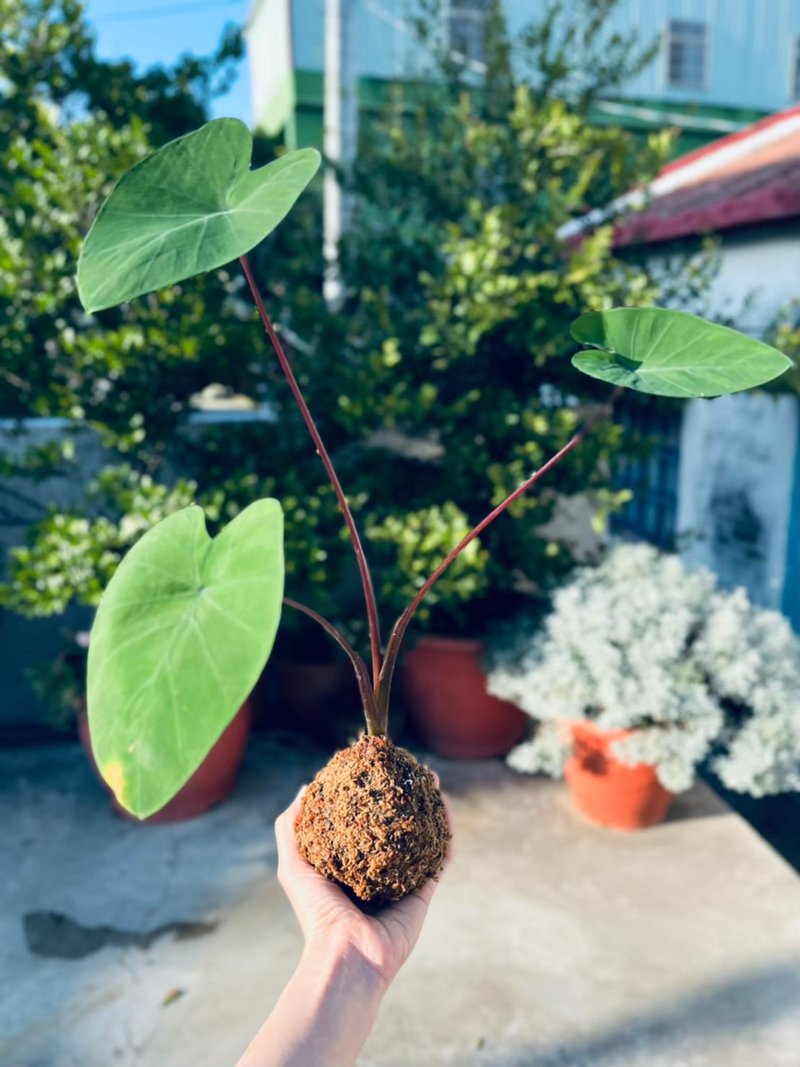 黑柄水芋 l  植物苔球 觀葉 室內植栽 禮物 - 盆栽/植栽 - 植物．花 