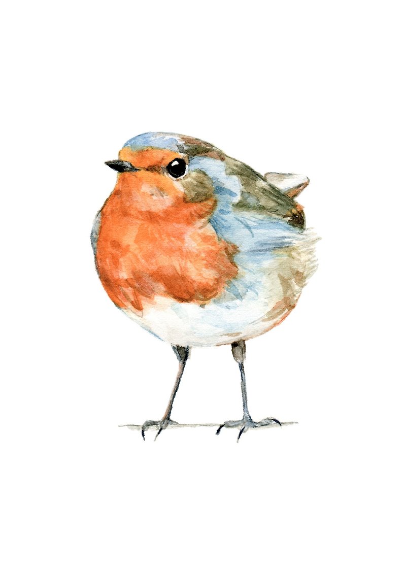 Watercolor decorative painting robin - 0006 - Posters - Paper Orange