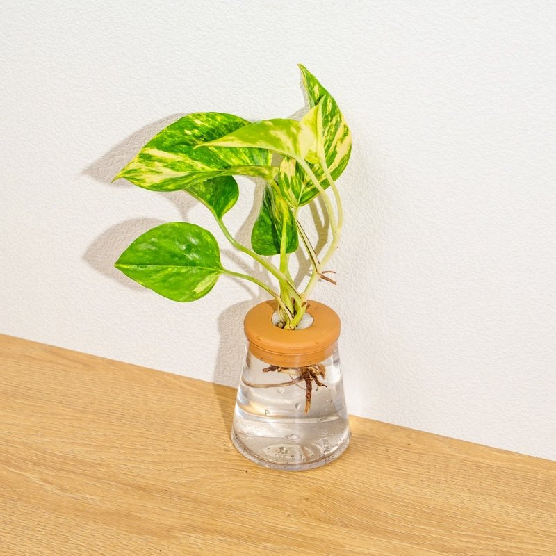 黃金甲黃金葛 三角水耕盆栽 室內植物 觀葉植物 禮物 水培 - 植栽/盆栽 - 植物．花 透明