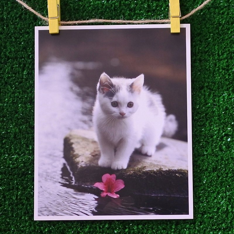3猫屋猫写真ポストカード（写真：猫夫人）– Camellia Love - カード・はがき - 紙 