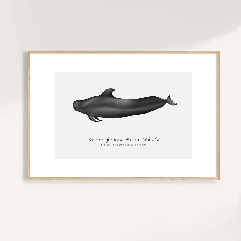 短肢領航鯨 Short-finned Pilot Whale / 海洋動物插畫掛畫 - 海報/掛畫/掛布 - 紙 