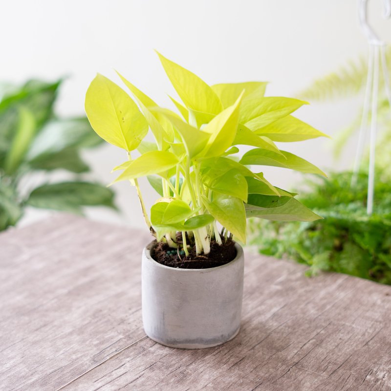 【新手植栽】萊姆黃金葛盆栽 - 植栽/盆栽 - 植物．花 綠色