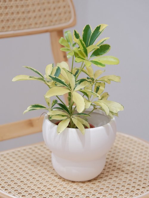 斑入りシェフレラ - ショップ pleased to plant 観葉植物 - Pinkoi