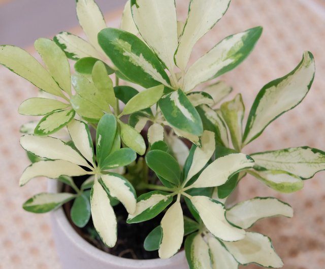 斑入りシェフレラ - ショップ pleased to plant 観葉植物 - Pinkoi