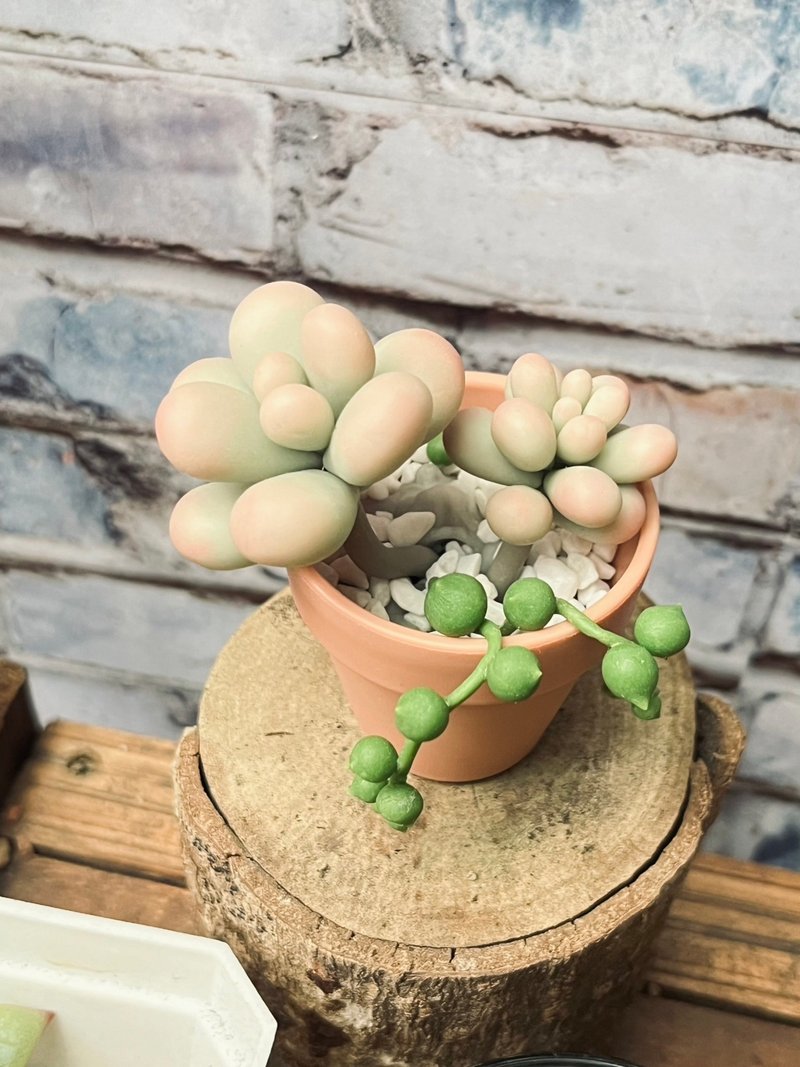 多肉下午茶 黏土 手作 星美人 - 擺飾/家飾品 - 植物．花 
