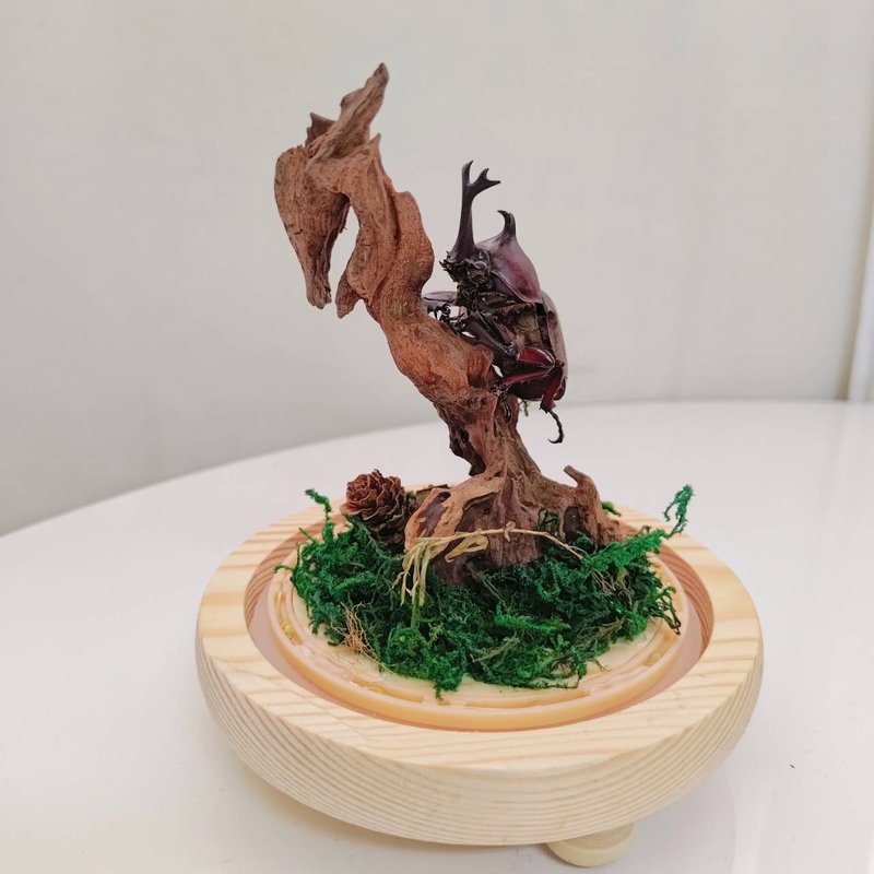角鬥者的森林舞台 - 獨角仙 | 獨角仙標本盅 / 小夜燈 - 擺飾/家飾品 - 其他材質 多色
