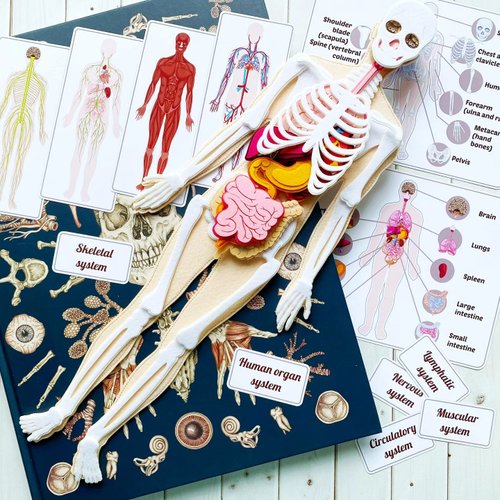 Happy Toy House HUMAN ANATOMY. Human structure,play doctor.模擬玩偶