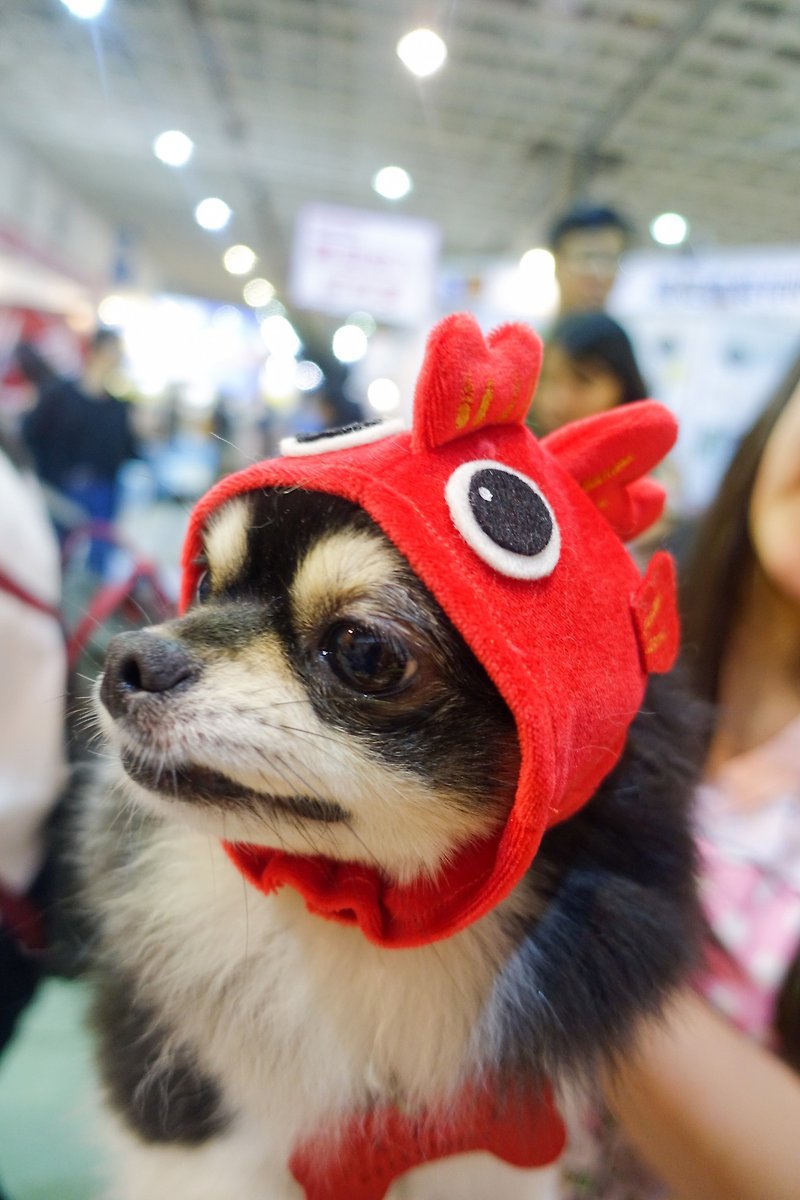 鯉魚造型寵物帽子頭套*S號 - 寵物衣服 - 聚酯纖維 紅色