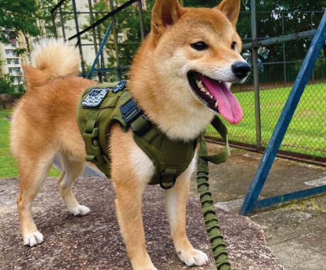 shiba inu tactical vest