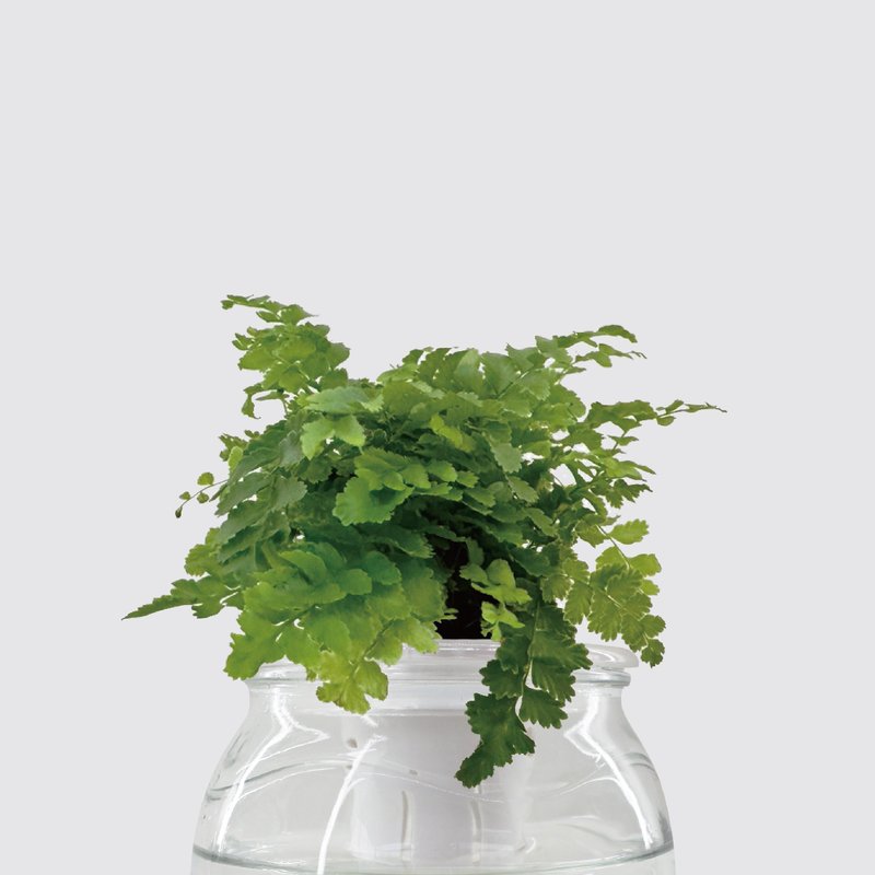 │ 玻璃系列 │ 澎湖蕨 -  魚水共生 水耕盆栽 空氣淨化 - 植栽/盆栽 - 玻璃 