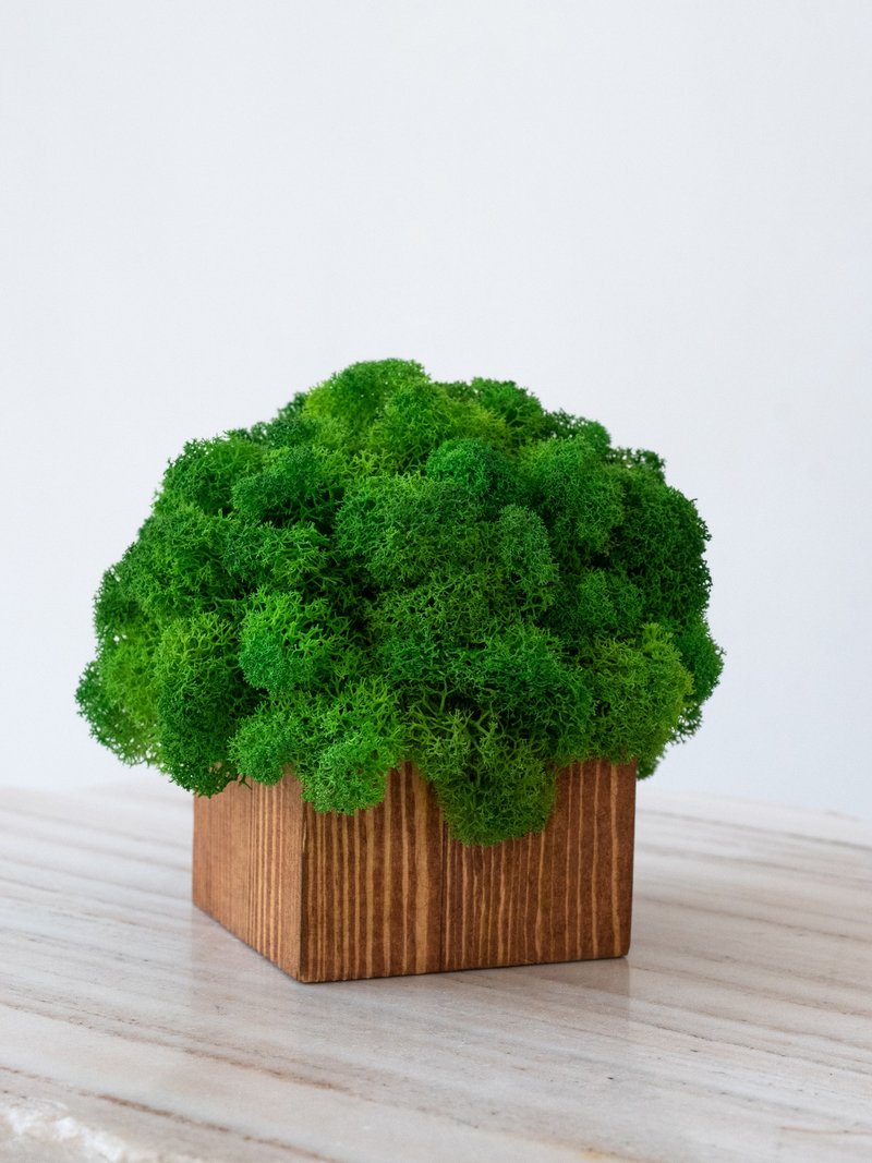 Moss pot, kids room decor, green decor, decor for table, home decor,wood planter - ตกแต่งต้นไม้ - พืช/ดอกไม้ สีเขียว