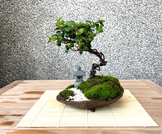 代引不可 定価15000美芸鉢 【未使用品】盆栽鉢、植木鉢、盆栽小鉢 【未 