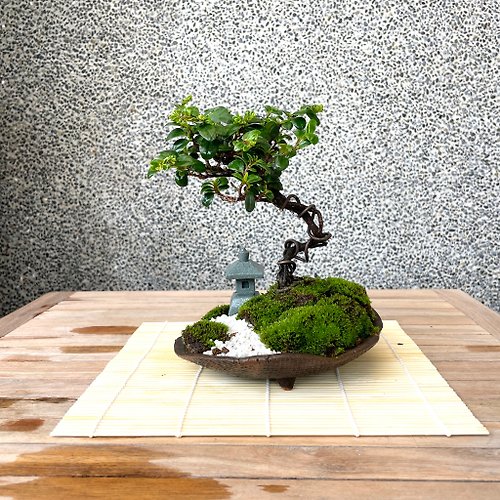 野趣小品盆栽 Rustic Charm Bonsai 小品盆栽-小葉翠米茶 盆景