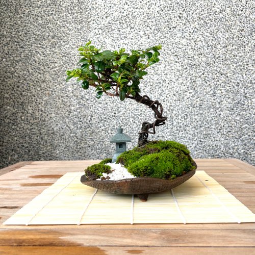 【静岡】779N 小品 盆栽鉢 五点 落款 在銘 植木鉢 5個