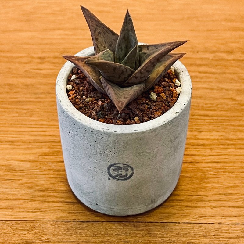 【Wild Grass, Not Wild - Limited Time Offer】Night Princess / Medium Pot - Plants - Plants & Flowers Green