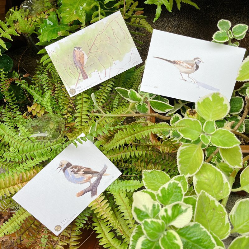 生物繪圖明信片- 解剖鳥繪by林家蔚老師作品 - 心意卡/卡片 - 紙 卡其色