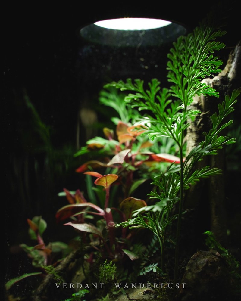 【生態缸－艷紅色的低語】微景觀 室內植栽 禮物 辦公室擺設 - 盆栽/植栽 - 玻璃 綠色