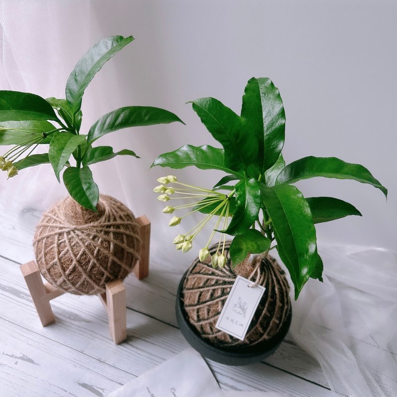 苔球 流星毬蘭 植栽 - 盆栽/植栽 - 植物．花 