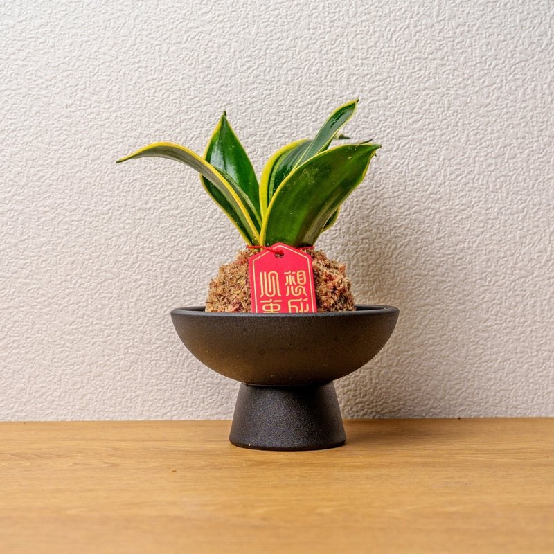虎尾蘭苔球 苔球植物 苔玉 室內植物 辦公室植物 交換禮物 - 盆栽/植栽 - 植物．花 綠色
