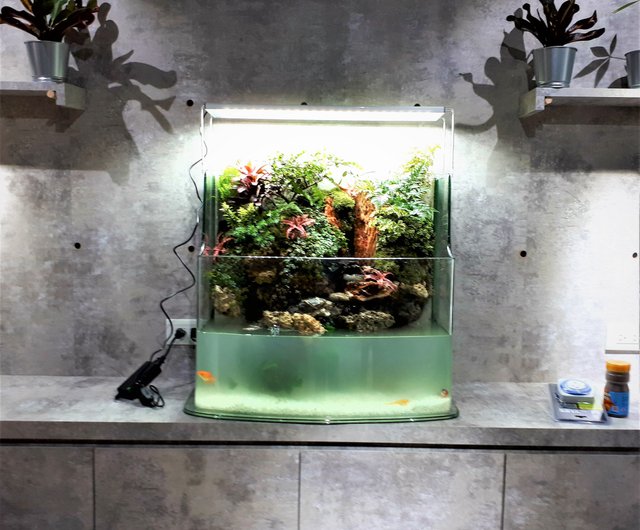水槽 My Style 楽天市場】LEDライト付き ミニ水槽 水槽セット アクアリウム 魚