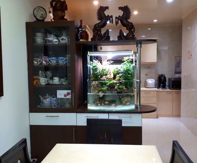 水槽 My Style I bought a small aquarium I found on Amazon and set it up