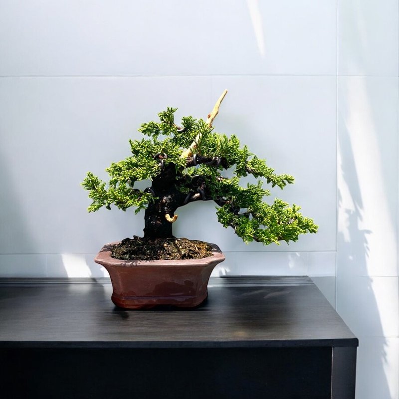 小品盆栽-日本系魚川真柏 盆景 送禮 - 盆栽/植栽 - 植物．花 