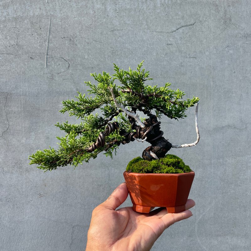 小品盆栽-日本系魚川真柏 盆景 送禮 - 盆栽/植栽 - 植物．花 