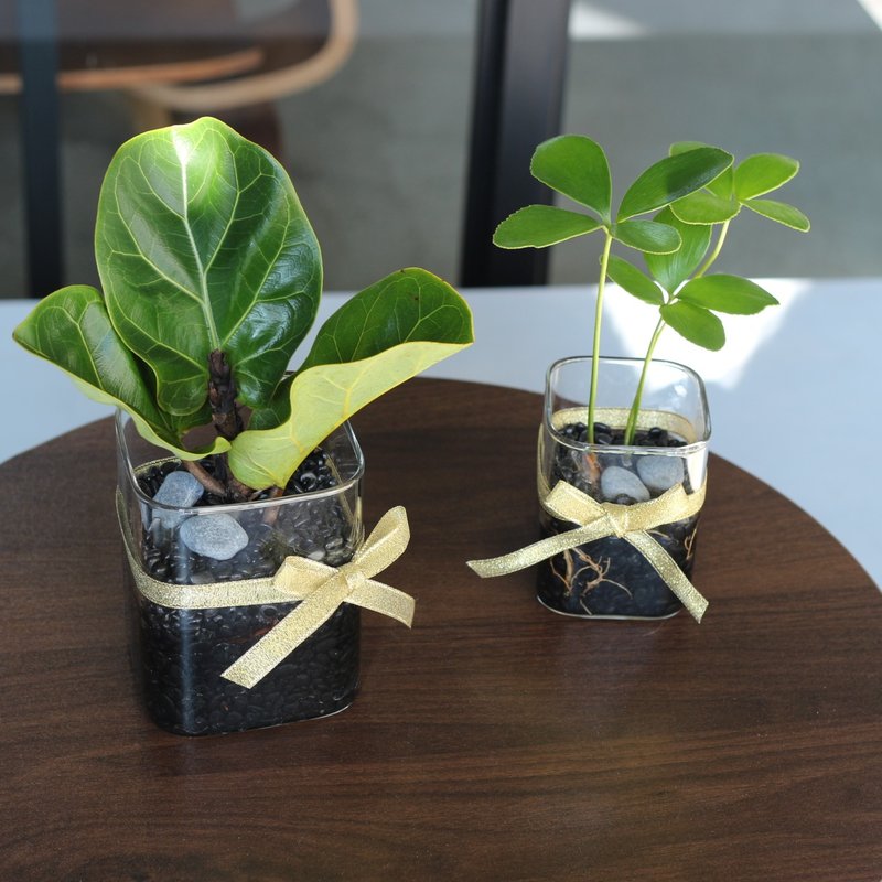 Hydroponic Planting│2024 Happy New Year Lucky Iron Tree_Indoor Plant Office Potted Planting Potted Plant - Plants - Glass 