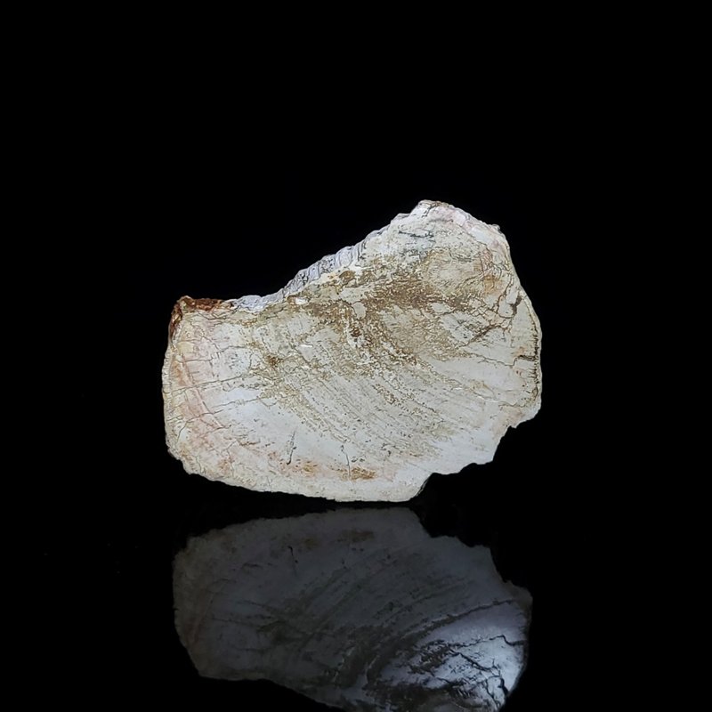 【木化石】- 723 - 其他 - 水晶 黑色