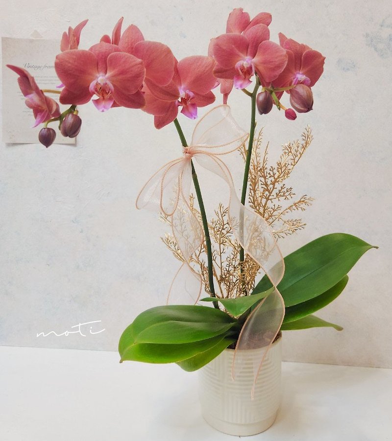 Phalaenopsis Planting [Limited to self-pickup at the store/Exclusive delivery in both north and south] New Year's gift opening, promotion, new home completion - ตกแต่งต้นไม้ - พืช/ดอกไม้ สึชมพู