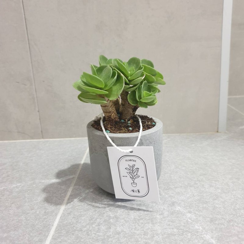 植物 多肉植物 雲葉古木 水泥盆栽 - 植栽/盆栽 - 水泥 綠色