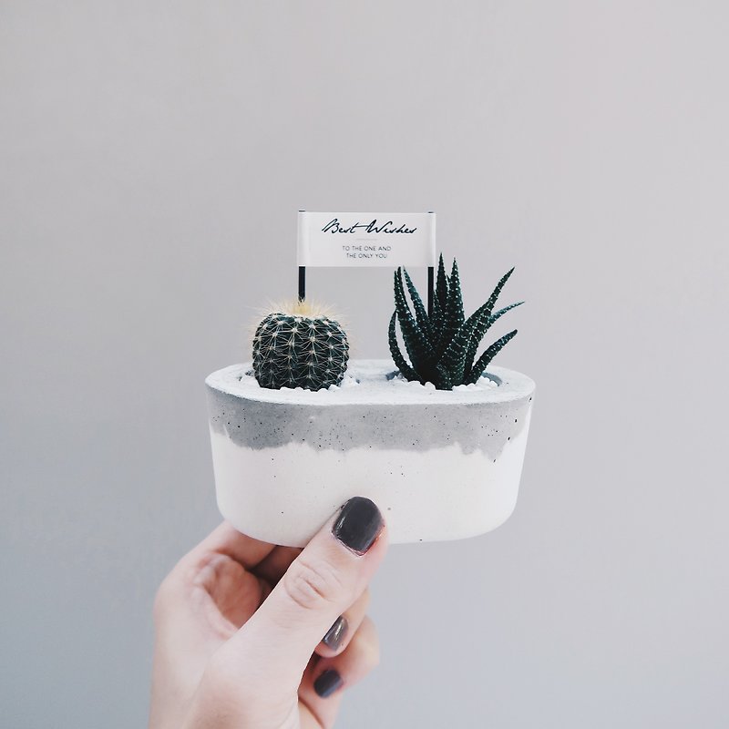 TOGETHER | Succulent & Cactus Gray-White Double-layer Cement Potted Plants (Plants Included) - Plants - Cement Gray