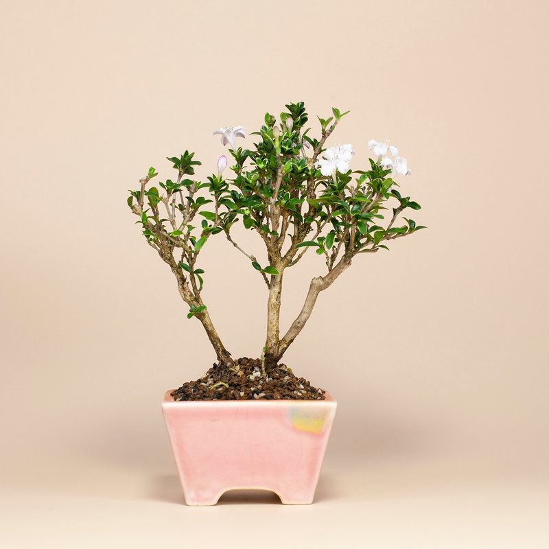 【迷你盆栽】香丁木植栽 雅緻盆栽 送禮推薦 居家擺設 - 植栽/盆栽 - 植物．花 