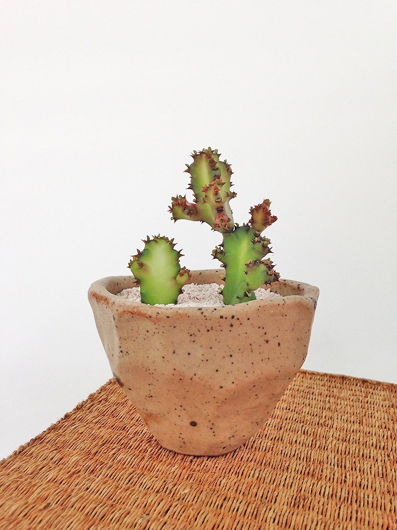 Small ceramic plant pot for cactus , handmade pottery , small pot - 植物/盆栽/盆景 - 陶 咖啡色
