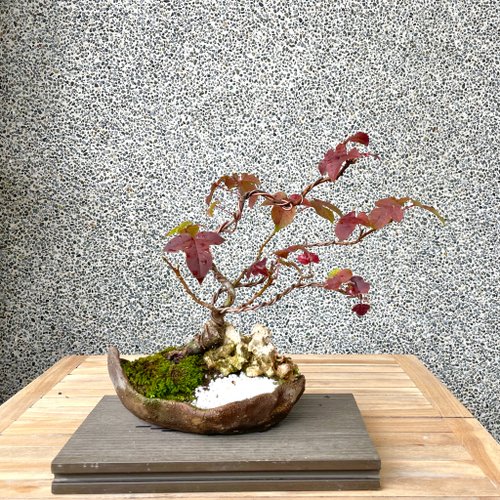 盆栽　楓　小品盆栽 小品盆栽-香楓盆景野趣小品盆栽Rustic Charm Bonsai｜盆栽/植栽人氣榜