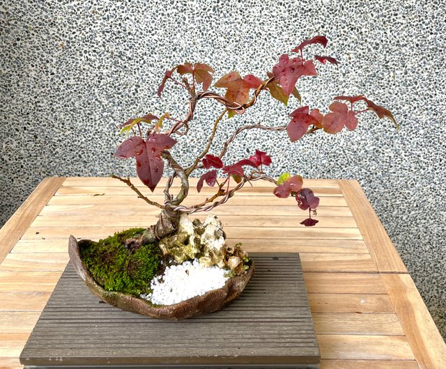 小品盆栽-香楓盆景野趣小品盆栽Rustic Charm Bonsai｜盆栽/植栽人氣榜